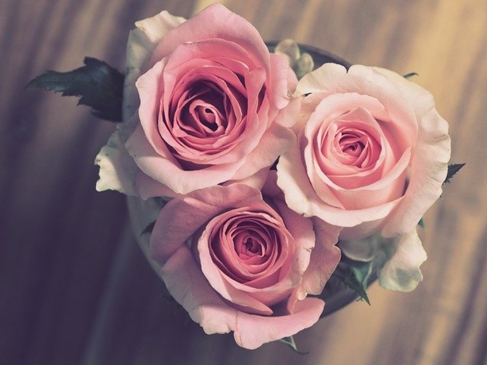 Růže z lásky