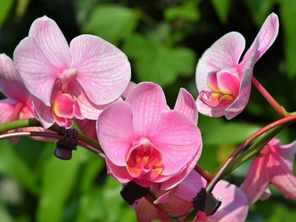 Péče o orchideje doma