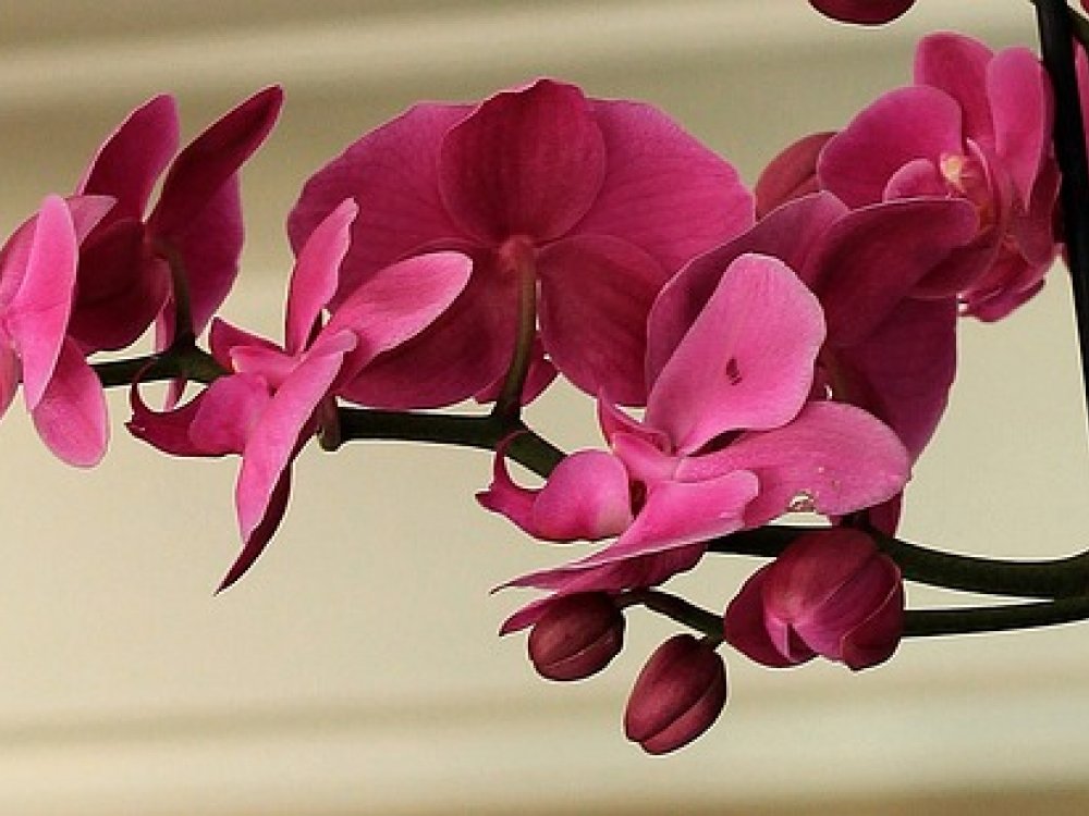 Jedenáct věcí, které vám o orchidejích nikdo neřekl