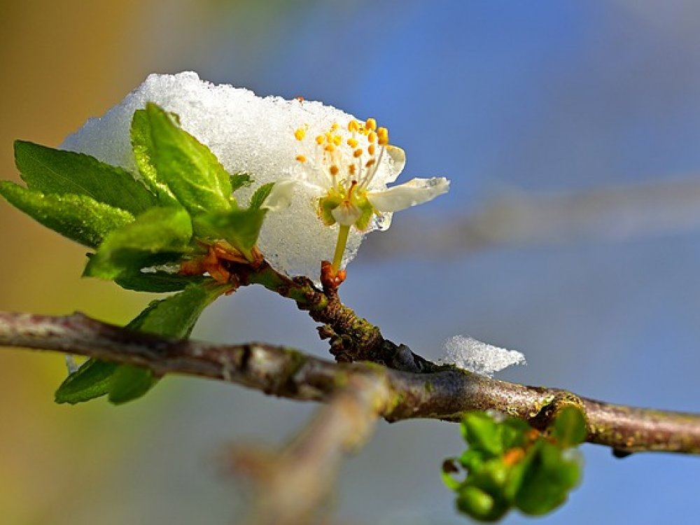 Jak rostliny zvládají přechod ze zimy do jara